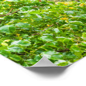 Papapapaitai Wasserfall im Dschungel Poster (Ecke)