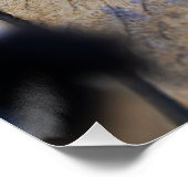 Paparazzi bij Fubby op rooster. Poster (Ecke)