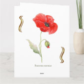 Papaver rhoeas  karte (Rückseite)