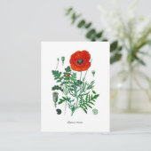 Papaver rhoeas postkarte (Stehend Vorderseite)