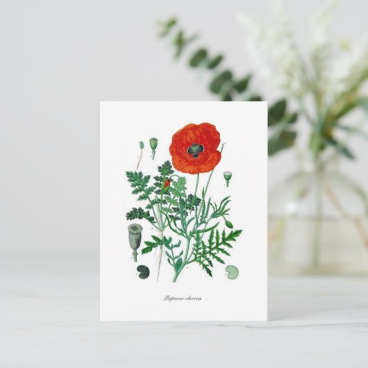 Papaver rhoeas postkarte (Stehend Vorderseite)