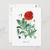 Papaver rhoeas postkarte (Vorne/Hinten)