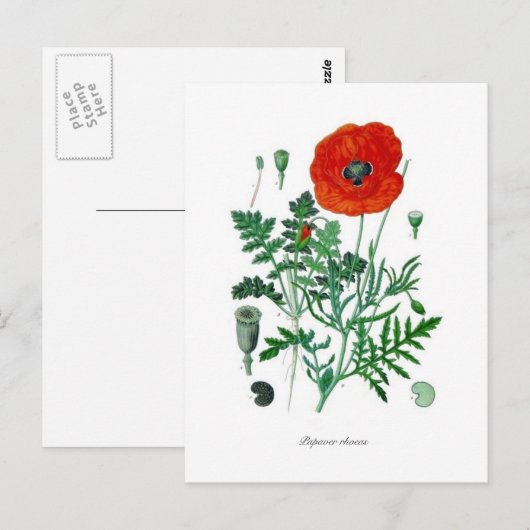 Papaver rhoeas postkarte (Vorne/Hinten)