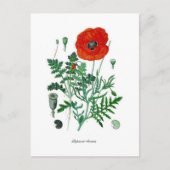 Papaver rhoeas postkarte (Vorderseite)