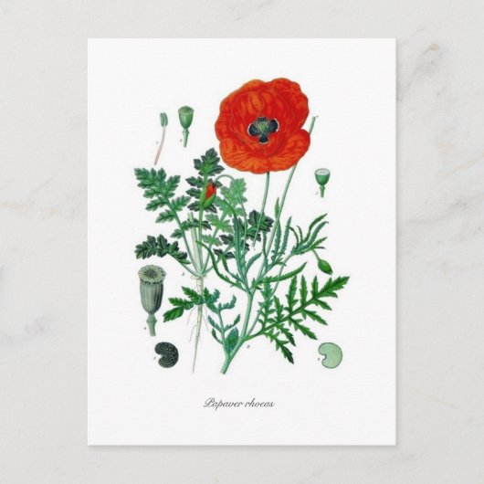 Papaver rhoeas postkarte (Vorderseite)