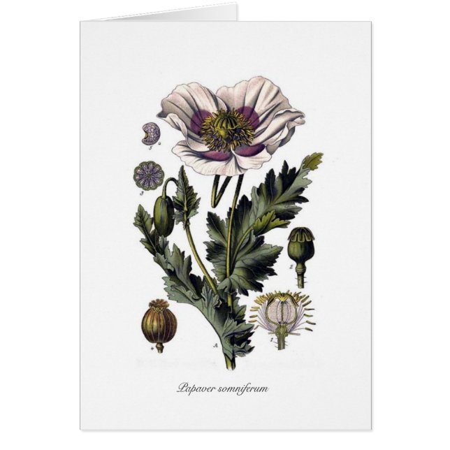 Papaver-Somniferum (Vorne)
