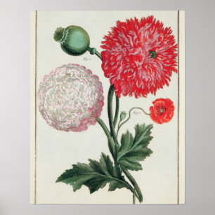 Papaver somniferum and Papaver rheas engraved by G Poster