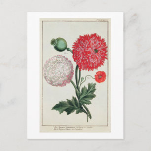 Papaver somniferum and Papaver rheas engraved by G Postkarte