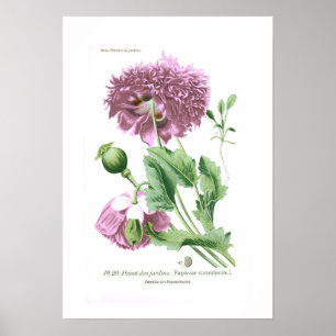 Papaver somniferum (Opiummohn) Poster