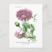 Papaver somniferum (Opiummohn) Postkarte (Vorderseite)