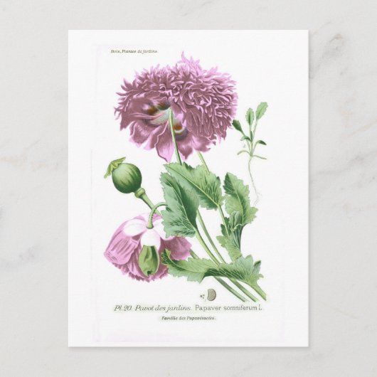 Papaver somniferum (Opiummohn) Postkarte (Vorderseite)