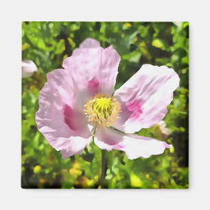 Papaver Somniferum Pink Poppy Art Magnet