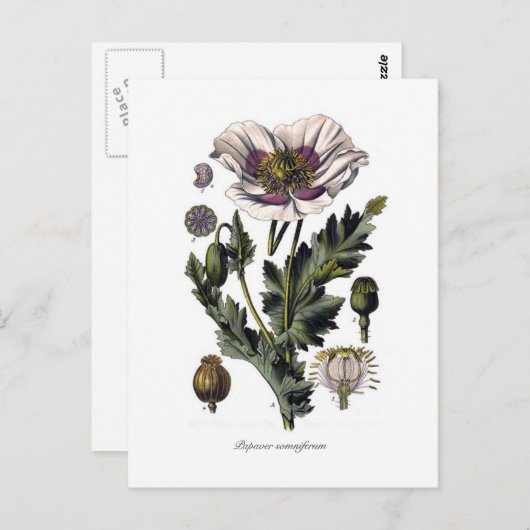 Papaver Somniferum Postkarte (Vorne/Hinten)