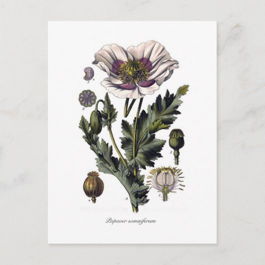 Papaver Somniferum Postkarte (Vorderseite)