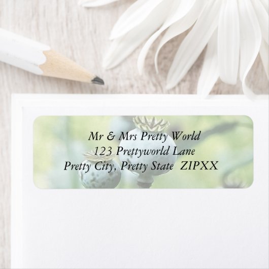 Papaver Somniferum Seed Heads (Insitu)