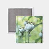 Papaver Somniferum Seed Heads Magnet (Vorderseite/Rückseite)