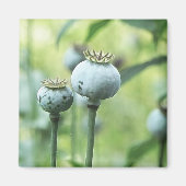 Papaver Somniferum Seed Heads Magnet (Vorne)