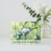 Papaver Somniferum Seed Heads Postkarte (Stehend Vorderseite)