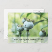 Papaver Somniferum Seed Heads Postkarte (Vorne/Hinten)