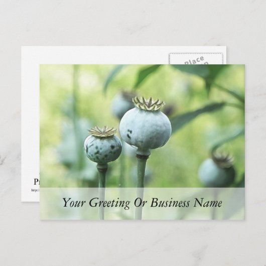 Papaver Somniferum Seed Heads Postkarte (Vorne/Hinten)