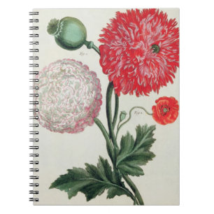 Papaver-Somniferum und Papaver rheas graviert Notizblock