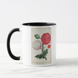 Papaver-Somniferum und Papaver rheas graviert Tasse