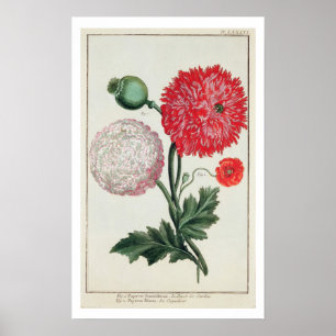 Papaver somniferum und Papaver rheas graviert von Poster