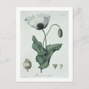 Papaver Somniferum von "Phytographie Medicale" von Postkarte