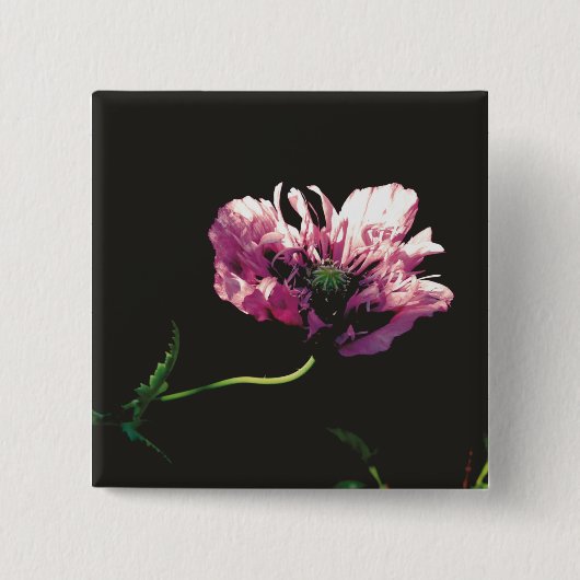 Papaver Sugarplum Button (Vorderseite)