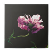 Papaver Sugarplum Fliese (Vorderseite)