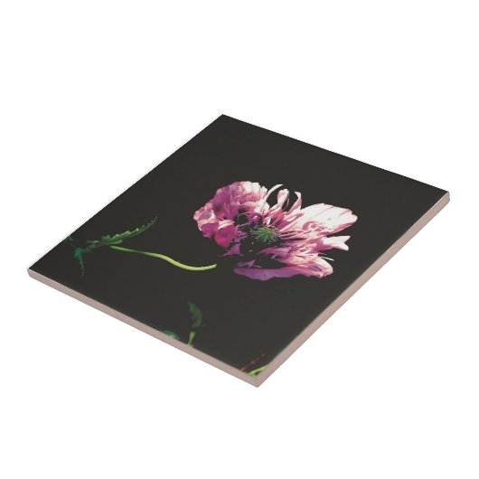 Papaver Sugarplum Fliese (Seite)