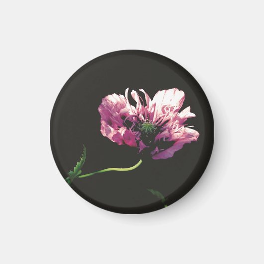 Papaver Sugarplum Magnet (Vorne)