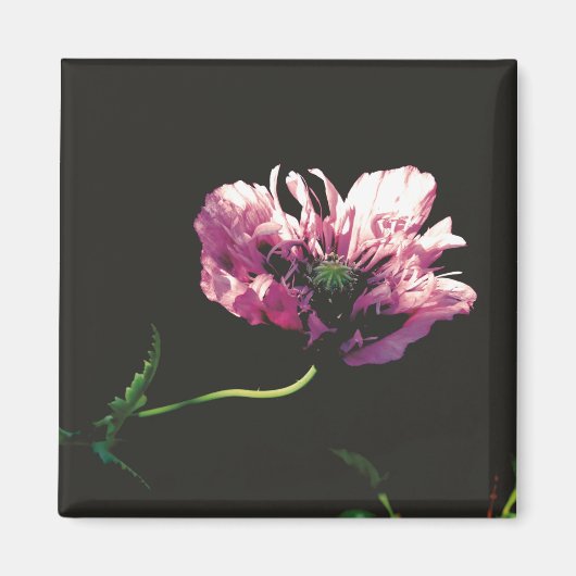 Papaver Sugarplum Magnet (Vorne)