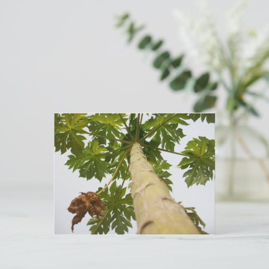 Papaya-Baum, Nigeria Postkarte (Stehend Vorderseite)