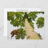Papaya-Baum, Nigeria Postkarte (Vorne/Hinten)
