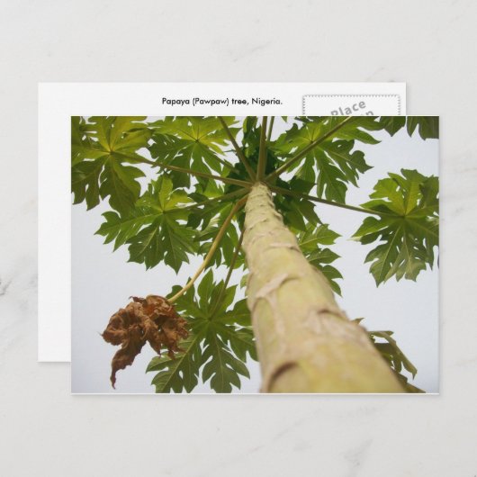 Papaya-Baum, Nigeria Postkarte (Vorne/Hinten)