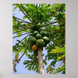 Papaya-Baum Poster