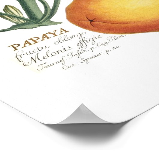 Papaya Poster (Ecke)