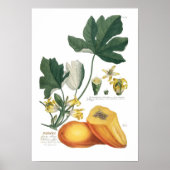 Papaya Poster (Vorne)