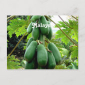 Papaya Postkarte (Vorderseite)