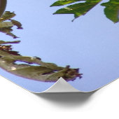 Papaya Tree Poster (Ecke)