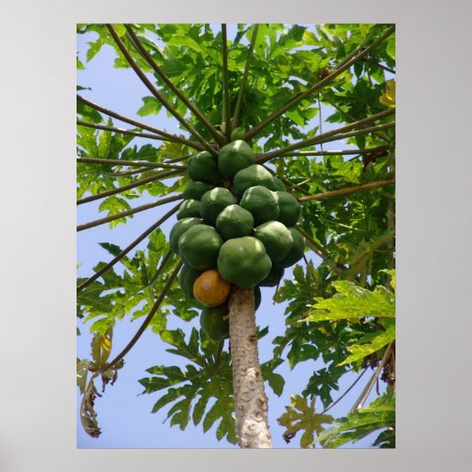 Papaya Tree Poster (Vorne)