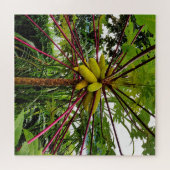 Papaya Tree Puzzle (Horizontal)