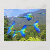 Papegaai Postkarte (Vorderseite)