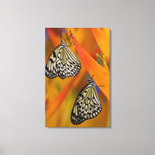 Paper Kite Butterflies (Idea leuconoe) auf Blume Leinwanddruck