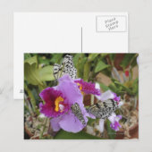 Paper Kite Butterflies (Idea leuconoe) Postkarte (Vorne/Hinten)