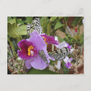 Paper Kite Butterflies (Idea leuconoe) Postkarte