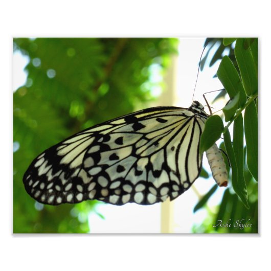 Paper Kite Butterfly Fotodruck (Vorne)