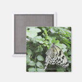 Paper Kite Butterfly (Idea leuconoe) auf Reben, Magnet (Vorderseite/Rückseite)