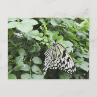 Paper Kite Butterfly (Idea leuconoe) auf Reben,